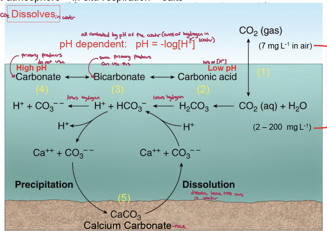 <p>atmosphere, respiration. and carbonate salts</p><p></p><p>pH of the water dictates the amount of hydrogen in the water. </p><p>respiration decreases pH, CaCO3 settling increases pH, and loss of buffering capacity at CCD decreases pH</p><p>there is an increase in ocean acidification because of increased atmospheric CO2 uptake into the ocean</p><p></p><p>almost all DIC in seawater is bicarbonate, which is not the preferred source of inorganic carbon used by primary producers</p>
