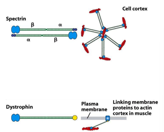<p><strong>Spectrin-based skeleton</strong> of cell cortex = critical for RBC shape </p><ul><li><p>Mutations in spectrin → easily ruptured RBCs</p></li></ul><p><strong>Dystrophin</strong> = actin cross-linking protein = link actin in muscle → membrane proteins </p><ul><li><p>Mutations in dystrophin → muscle cell membrane weakens → ruptures</p></li></ul><p></p>