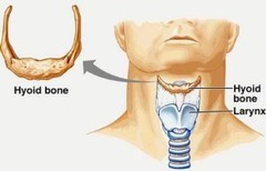 <p>axial skeleton</p>