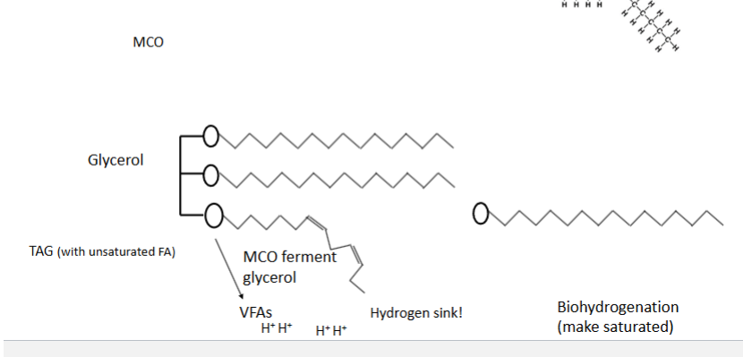 <p>After leaving the rumen, digestion of lipids in ruminants occurs in the exact same manner as a non-ruminant.</p><p>However, the profile of fat reaching the small intestine is now drastically different than the profile of fat that was consumed in the feed!</p>