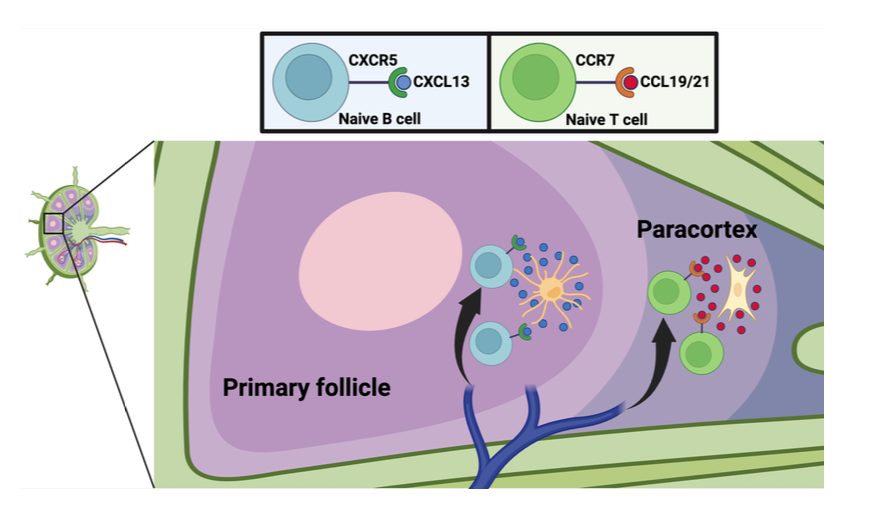 <p>appropriate SLO compartments</p><ul><li><p>primary follicle - naive B cell (CXCR5 with CXCL13) </p></li><li><p>paracortex - naive T cell (CCR7 with CCL19/21)</p></li></ul><p></p>