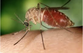 <ul><li><p>West Nile fever - <span>Lymphatic filariasis</span></p></li></ul><p></p>
