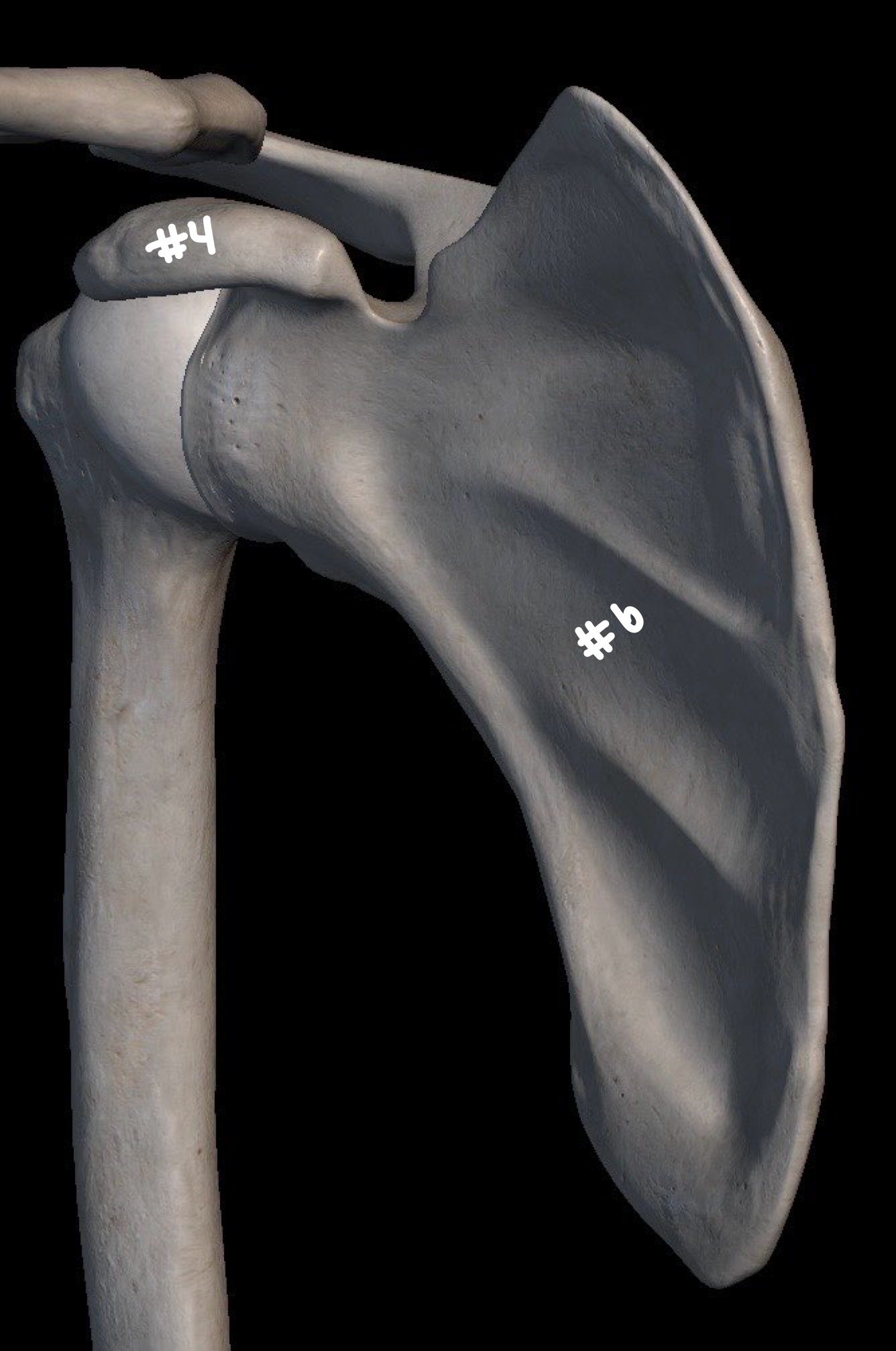 <p>what part of the bone is labeled #4 </p>