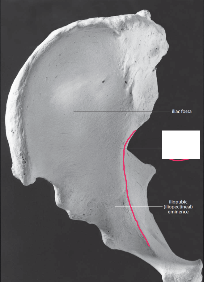 <p>Pelvis: What is the Pink?</p>