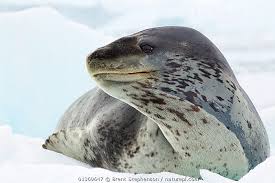 <p>Leopard seal</p>