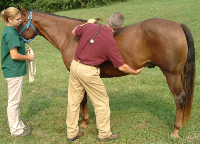 <p>Step 10: Feel for ________ scars</p>
