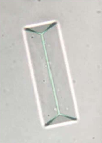 <ul><li><p>Found in alkaline to slightly acidic urine</p></li><li><p>8 sided prism with tapered ends, looks rectangular kinda like a coffin lid</p></li></ul><p></p>