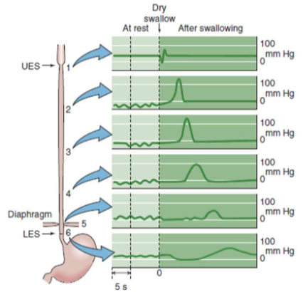 <p>Coordinates bolus entry into the stomach and prevents gastric reflux</p>