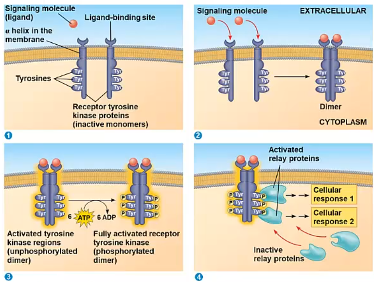 <p>Molecul signaal/ligand bindt brengt de twee receptoren bij elkaar</p><p>Dit heet een dimeer</p><p>Receptoren fosforyleren elkaar hierdoor (cross-fosforylatie) </p><p>Dit houdt in dat Tyrosine aan elkaar doorgegeven wordt</p><p>Receptor ziet er anders uit</p><p>Hieraan binden eiwitten</p><p>Deze eiwitten geven de signalen door de cel in</p>