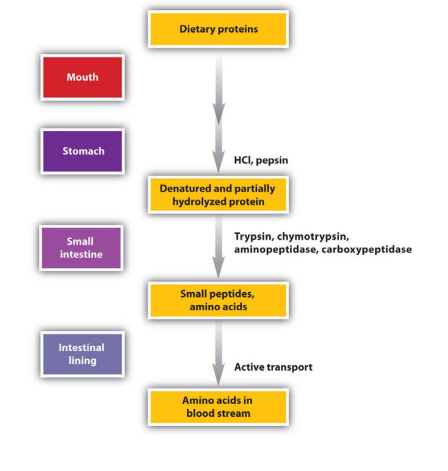 <p>Digestion Protein Overview </p>