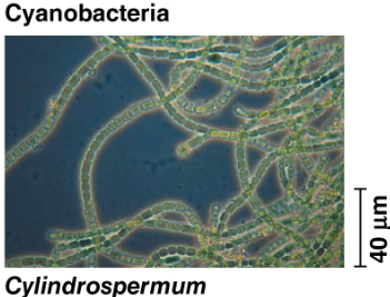<p>Cyanobacteria</p>