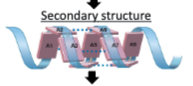 <p>hydrogen bondings</p><p>common structures include alpha helices or beta sheets</p>