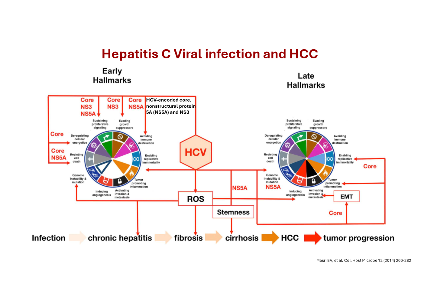 <p>Describe how Hepatitis C viral infection can lead to hepatocellular carcinoma </p>