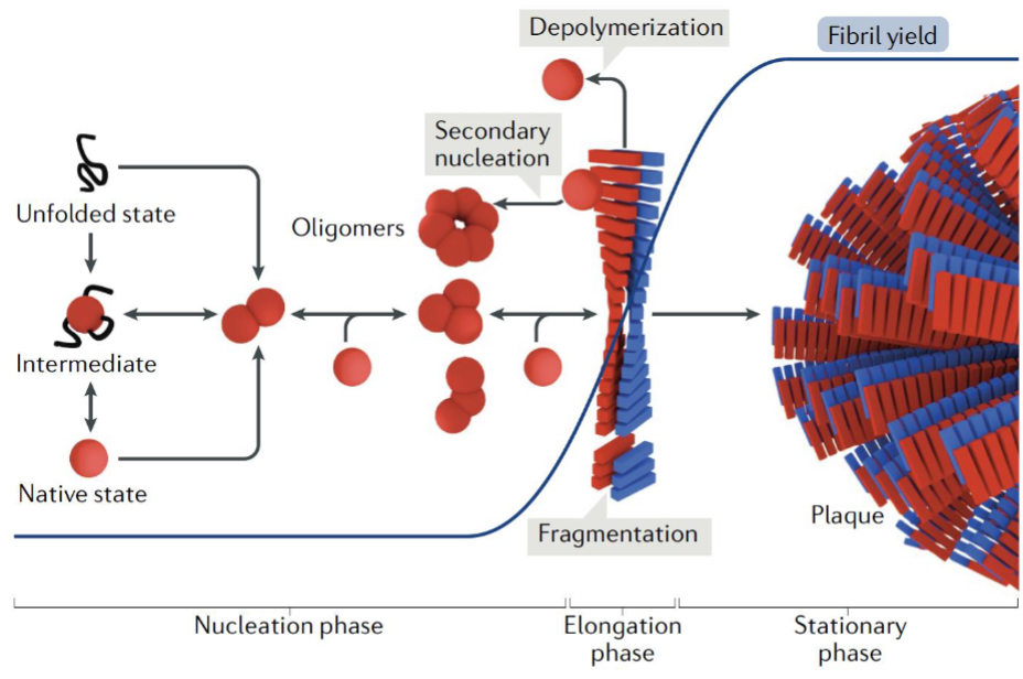 <ul><li><p>amyloid fibril formation starts w/ misfolded protein or peptide monomers assembling into oligomers (multiple copies of the same proteins)</p><ul><li><p>oligomers act as <em>seeds</em> for further aggregation</p></li></ul></li><li><p>once fibrils form, they can accelerate growth by recruiting more monomers and amplifying fibril formation thru fragmentation and/or secondary nucleation, where new fibrils emerge from fibril surfaces</p></li></ul><p></p>