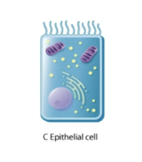 <p>what cell</p>