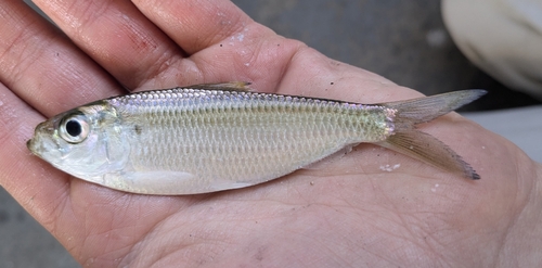 <p>Stomach scutes, small shoulder spot</p>