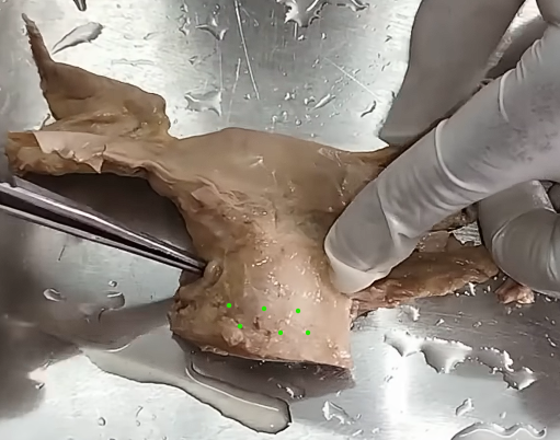 <p>name this region</p>