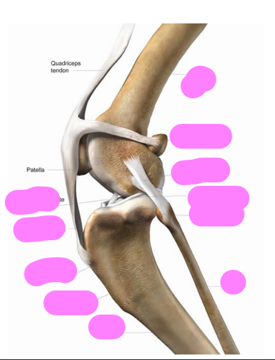 <p>femoropatellar? patella, patellar ligament?</p>