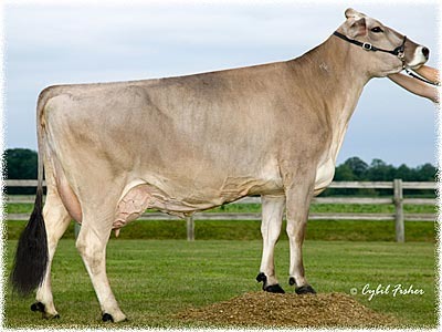 <p>Old Swiss dairy breed  light to dark brown, slow to mature, and long-lived.</p>