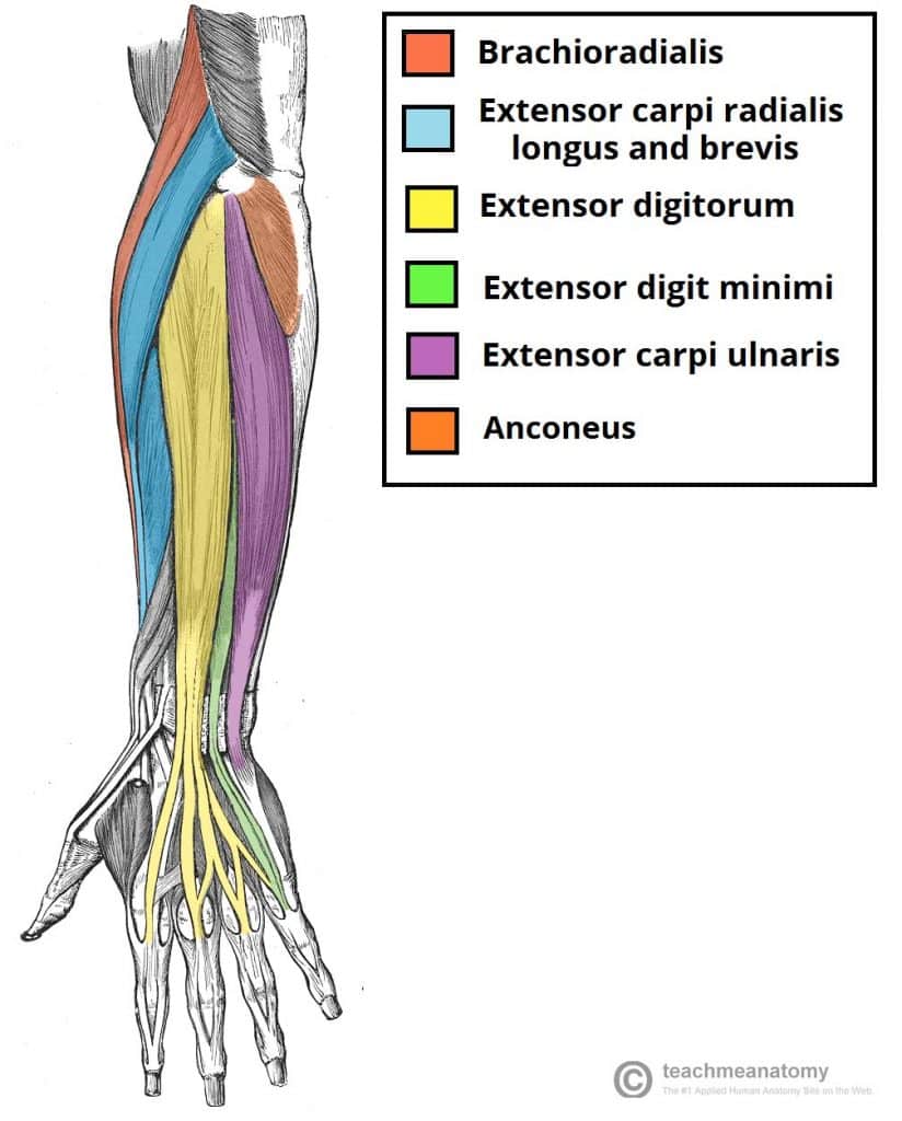 <p><span style="background-color: transparent;">Lateral epicondyle of humerus, ulna / metacarpal | Extension, adduction</span></p>