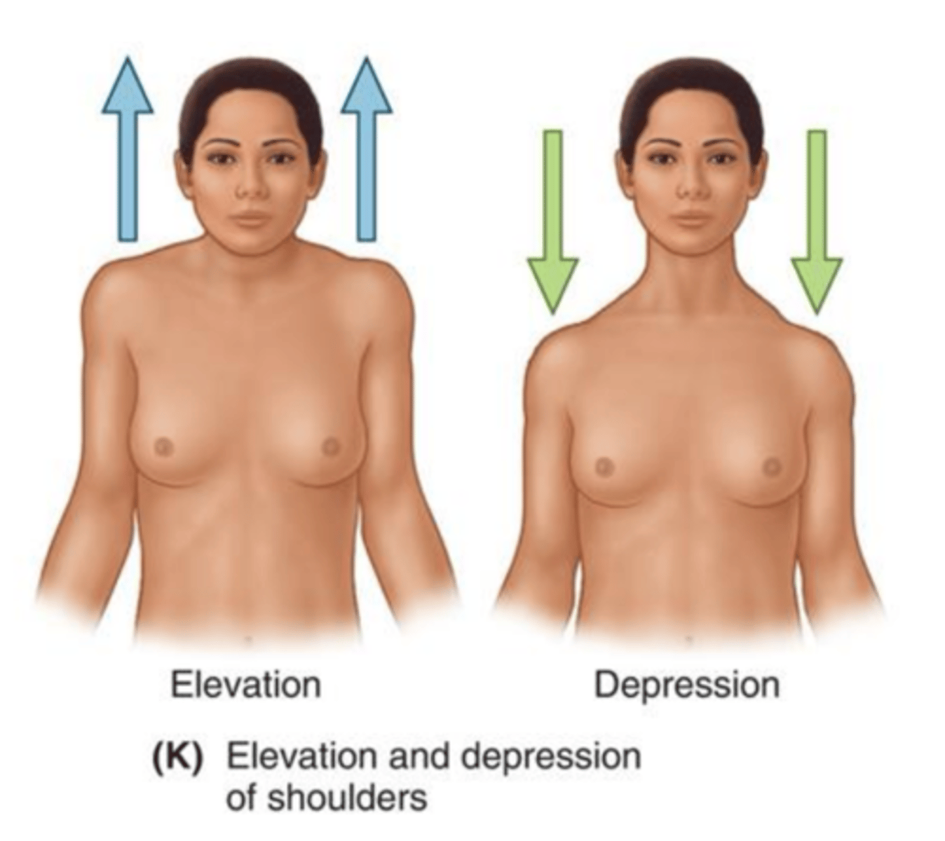 <p>lowering (depressing) shoulders</p>