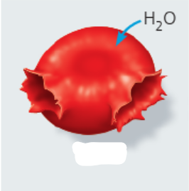 <p>animal cell in hypotonic solution </p>