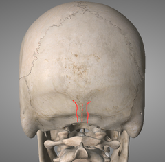 <p>identify the structure:</p>
