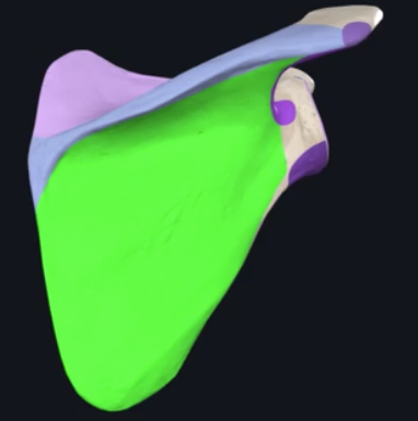 <p>what muscle attaches to the infraspinous fossa?</p>