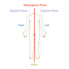 <p>sagittal plane always midline</p>