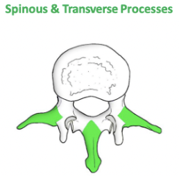 <p><span>Levers for muscle. attachment</span></p><p><span>Levers for ligamentous attachment</span></p>