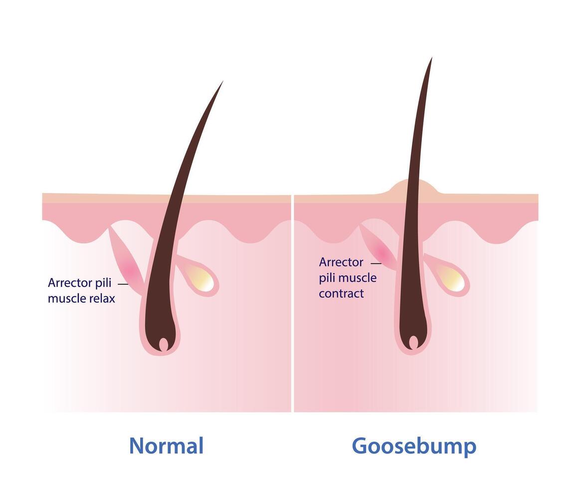 <p>It is connected to the hair and contracts to make goosebumps when you’re cold or afraid. Traps hair against the surface of the skin.</p>