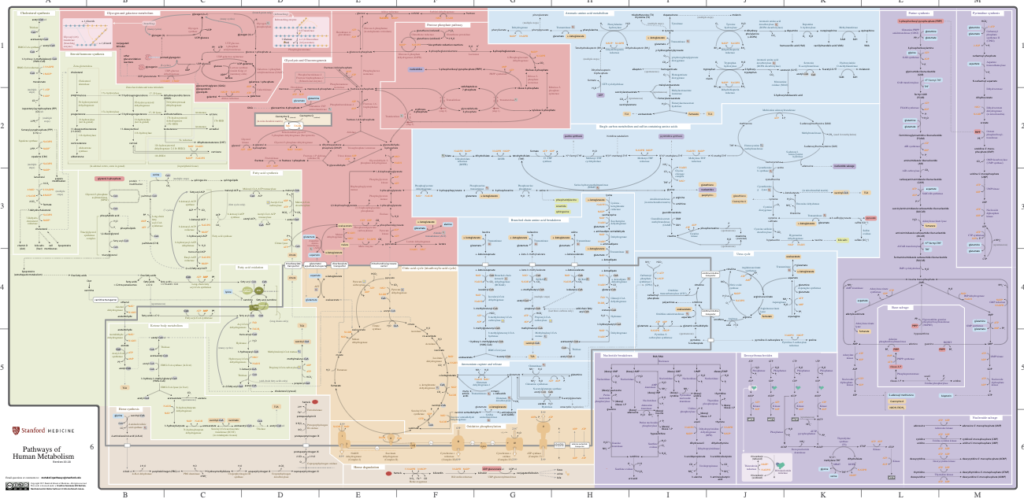 <p>All of the chemical reactions taking place within an organism.</p>