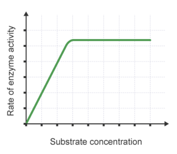 <p>Substrate Concentration - Effect On Enzyme Activity</p>