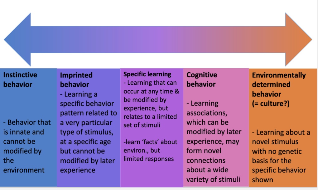 <p>learning associations which can be modified by later experience, may form novel connections about a wide variety of stimuli</p>