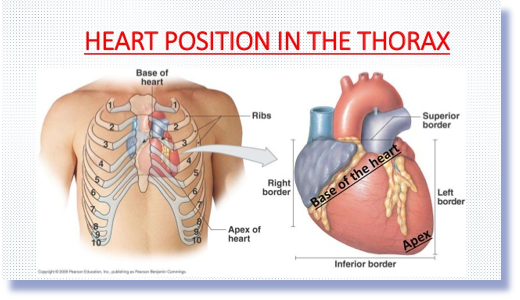 <p><span>○Formed by mostly left ventricle and a little right</span></p><p><span>○Rests on the central tendon of the diaphragm. </span></p><p></p><p></p>
