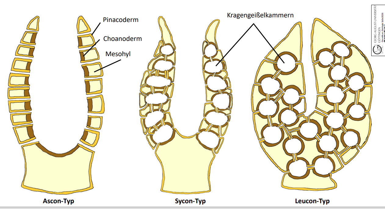<p><span>Kleidet Außenseiten sowie Ränder der größeren Kanäle mit Pinacocyten aus Porifera</span></p>