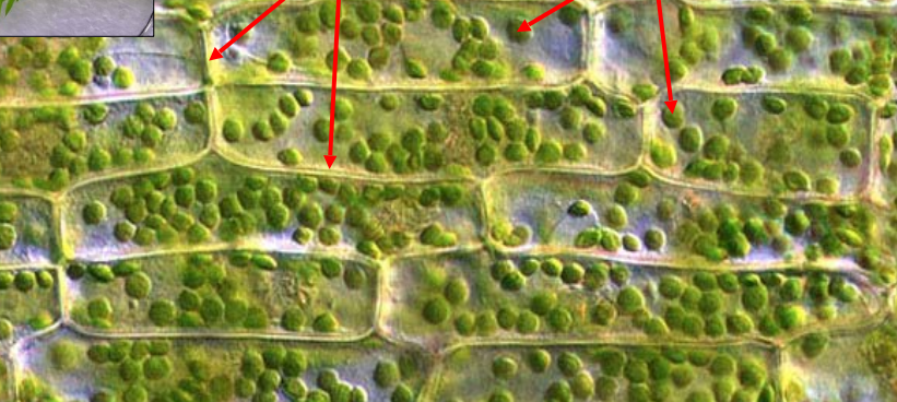 term image
