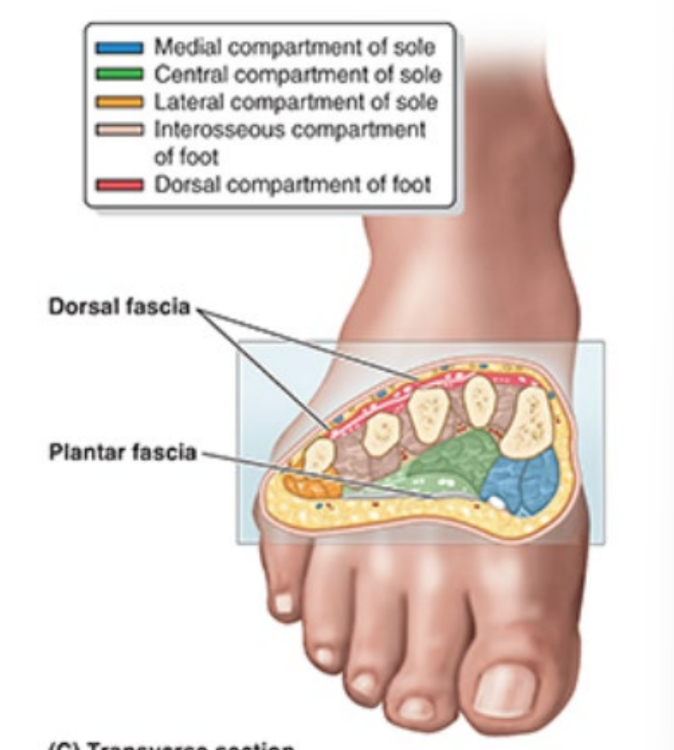 <ul><li><p>medial</p></li><li><p>central</p></li><li><p>lateral</p></li><li><p><strong>sole = medial, central, lateral</strong></p></li><li><p>interosseous</p></li><li><p>dorsal</p></li></ul><p></p>