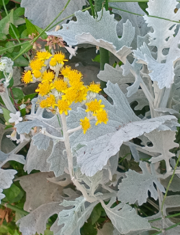 <ul><li><p>white-grey dusty appearance</p></li><li><p>only yellow flower</p></li></ul><p></p>