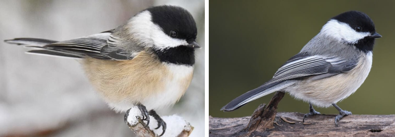 <ul><li><p><span style="background-color: transparent;"><strong>Habitat:</strong> deciduous and mixed forests, open woods, parks, willow thickets, cottonwood groves, and disturbed areas</span><span>&nbsp;</span></p></li><li><p><span style="background-color: transparent;"><strong>Diet:</strong> winter- half seeds, berries, and plant matter, half animal food (spiders, insects, suet, bits of frozen carcass), spring/summer/fall- mainly insects, spiders, and animal food, feeders- sunflower seeds, peanuts, suet, mealworms</span></p></li><li><p><span style="background-color: transparent;"><strong>Characteristics:</strong> tiny, spherical body shape, </span><span>black cap and chin</span><span style="background-color: transparent;">, white cheeks, warm gray back, sandy underside, short neck, big head, short bill, narrow tail</span></p></li></ul><p></p>