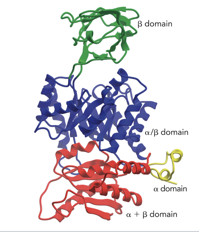 <p>An independent, folded module within the polypeptide chain</p>