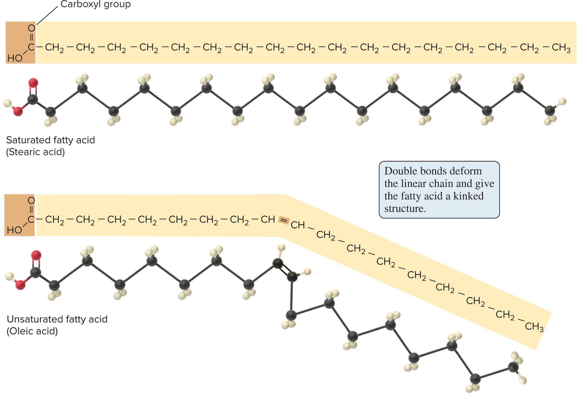 <p>lenght and the presence or absence of double bonds </p>