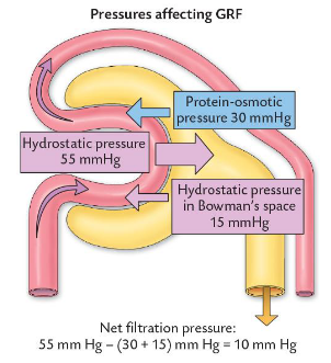 <p>• Balance of forces that favour or oppose filtration.</p><p></p><p>Difference in hydrostatic pressure on two sides of the filter.</p><p><span style="color: purple;">• Blood pressure within glomerular capillaries.</span></p><p><span style="color: purple;">• Fluid pressure within Bowman’s space.</span></p><p></p><p>Difference in protein-osmotic pressure on two sides of filter.</p><p>• Protein in blood within glomerular capillaries.</p><p>• Protein in fluid within Bowman’s space.</p><p>Is this an issue in a healthy animal? No-to maintain GFR without damaging the kidneys</p><p></p><ul><li><p><span><strong>Filtration Force</strong>: The hydrostatic blood pressure inside the glomerular capillaries pushes water and small wastes <em>out</em> into Bowman's space.</span></p></li><li><p><span><strong>Opposing Forces</strong>: The fluid pressure in Bowman's space and the protein-osmotic pressure in the blood push back, preventing the kidneys from filtering too much fluid and causing rapid dehydration.</span></p></li></ul><p></p>