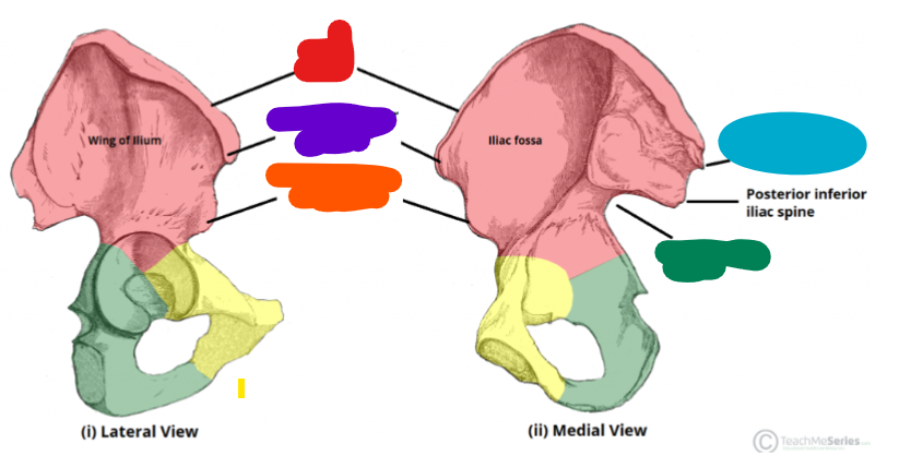 <p><span style="font-family: Calibri, sans-serif; line-height: 107%;">Post. Sup. iliac spine (PSIS)</span></p>