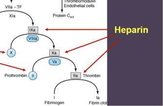 <p>How does heparin work, and what determines its function?</p>