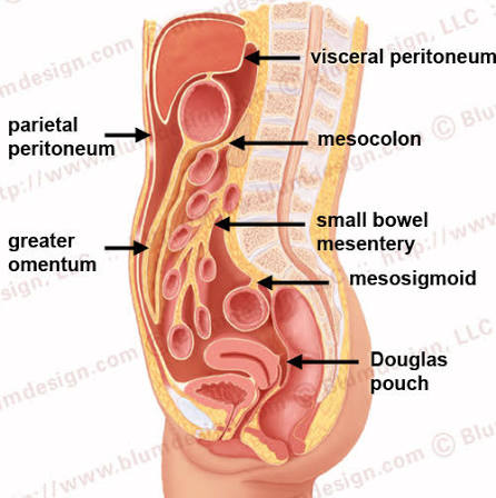 <p><span>The first closing count is performed on which abdominal layer?</span></p>