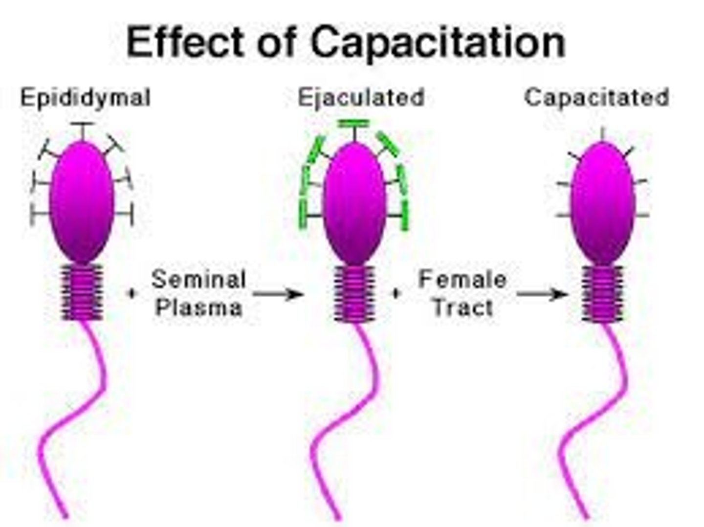 <p>1. capacitation</p><p>2. acrosomal reaction</p>