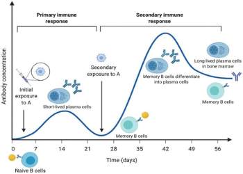 <p><span>·</span><span style="font-family: "Times New Roman"; line-height: normal; font-size: 7pt;"> </span><span style="font-family: Aptos, sans-serif;">Memory B and T cells recognise the pathogen immediately.</span></p><p><span>·</span><span style="font-family: "Times New Roman"; line-height: normal; font-size: 7pt;"> </span><span style="font-family: Aptos, sans-serif;">Response is faster, stronger, and more targeted.</span></p><p><span>·</span><span style="font-family: "Times New Roman"; line-height: normal; font-size: 7pt;"> </span><span style="font-family: Aptos, sans-serif;">Often, no symptoms occur — the body clears the pathogen quickly.</span></p><p><span>·</span><span style="font-family: "Times New Roman"; line-height: normal; font-size: 7pt;"> </span><span>IgG antibodies are the predominant antibodies produced in the secondary response. </span></p><p></p><p><span style="font-family: Aptos, sans-serif;">This is the principle behind vaccination:</span></p><p><span>·</span><span style="font-family: "Times New Roman"; line-height: normal; font-size: 7pt;"> </span><span style="font-family: Aptos, sans-serif;">A vaccine mimics the first infection </span><span style="background-color: white;">→</span><span style="font-family: Aptos, sans-serif;"> builds memory cells.</span></p><p><span>·</span><span style="font-family: "Times New Roman"; line-height: normal; font-size: 7pt;"> </span><span style="font-family: Aptos, sans-serif;">On real exposure, the immune system responds like it’s a second exposure.</span></p><p></p>