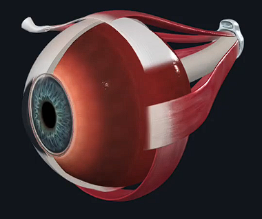 <p>Hint: Under Sclera</p>