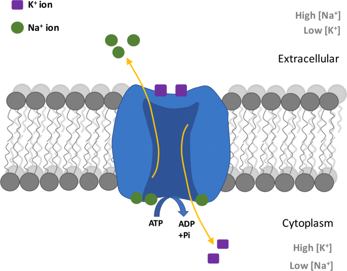 <p>Na+/K+ ATPase pump</p>